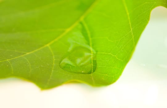 Beautiful green leaves in spring isolated on white