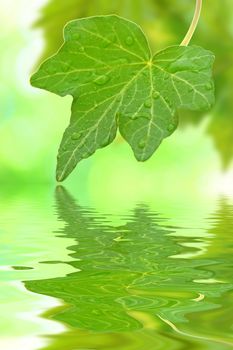 Beautiful green leaves in spring with reflection