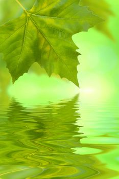 Beautiful green leaves in spring with reflection