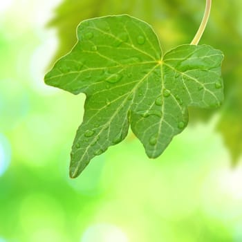 Beautiful green leaves with green background in spring