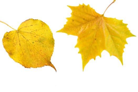 Beautiful golden leaves in autumn