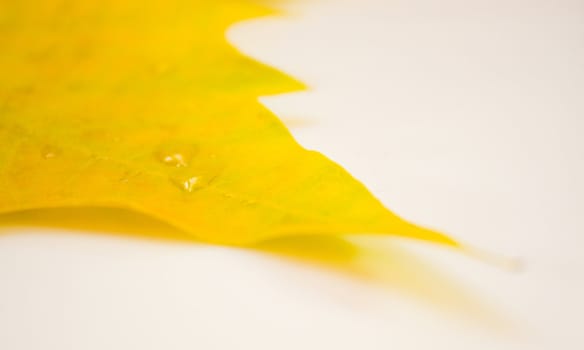 Beautiful golden leaves in autumn