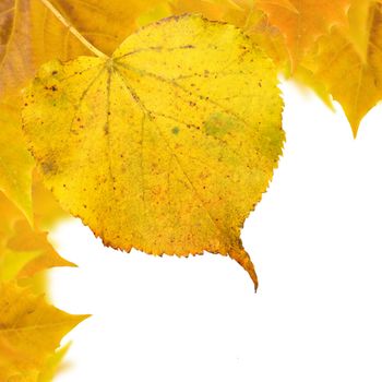 Beautiful golden leaves in autumn