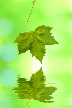 Beautiful green leaves in spring with reflection