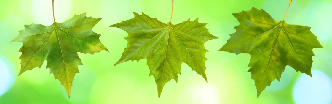 Beautiful green leaves with green background in spring