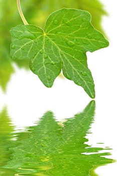 Beautiful green leaves in spring isolated on white