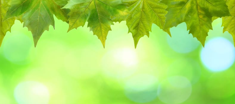 Beautiful green leaves with green background in spring