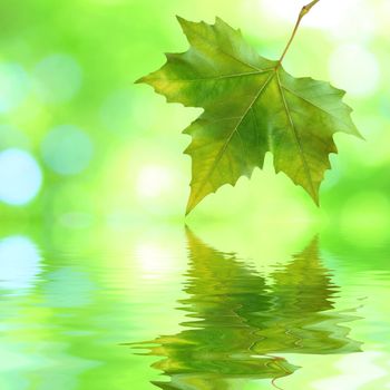 Beautiful green leaves in spring with reflection