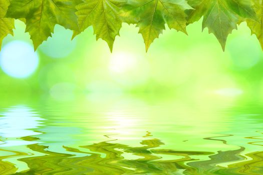 Beautiful green leaves in spring with reflection