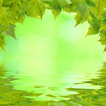 Beautiful green leaves in spring with reflection