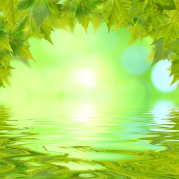 Beautiful green leaves in spring with reflection