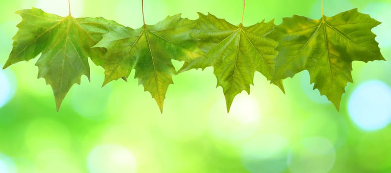 Beautiful green leaves with green background in spring