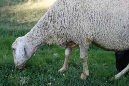 sheep in field