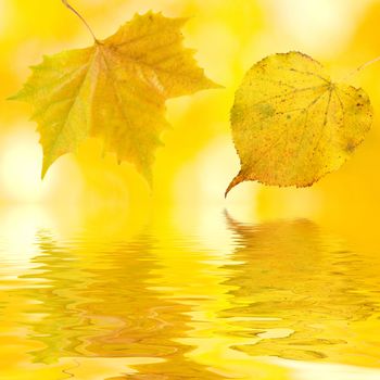 Beautiful golden leaves in autumn