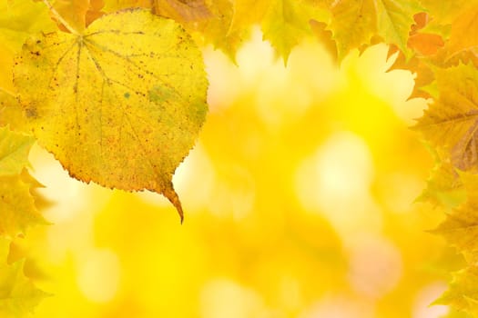 Beautiful golden leaves in autumn