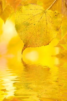 Beautiful golden leaves in autumn