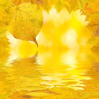 Beautiful golden leaves in autumn