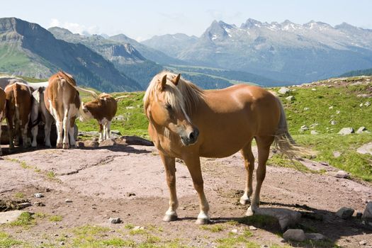 beautiful horse and a group of cows graze freel in Italian Alps