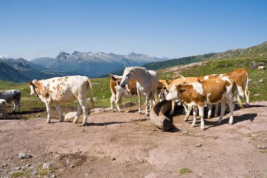 beautiful horse and a group of cows graze free in Italian Alps