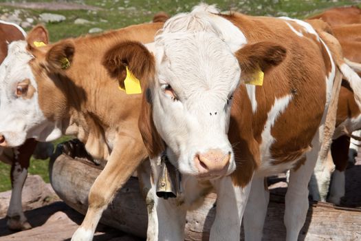 detail of a cow on a high pasture in Italian Alps