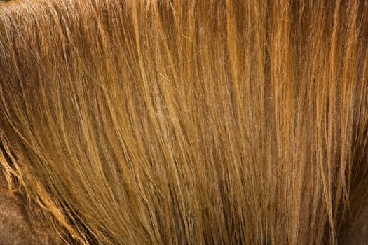 Closeup of  brown Horse mane. Natural Background