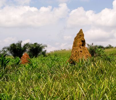 Mounds of soil created by termites near Accra in Ghana on the West Coast of Africa