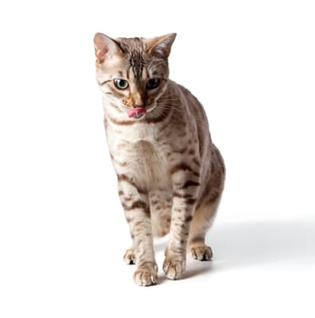 Isolated cream bengal kitten licking its lips in anticipation of a meal