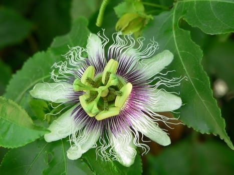 Passiflora flower