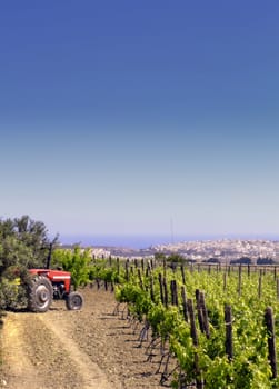 Vineyard and tractor in the Mediterranean island of Malta