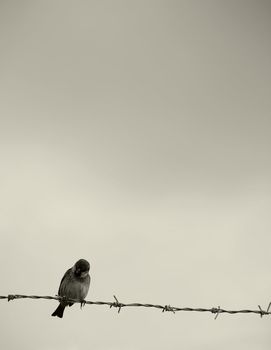 Small bird perched on barbed wire - conceptual image portraying the beauty of freedom        