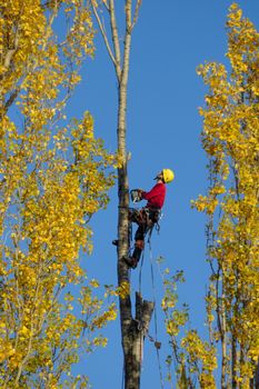 A tree surgeon, cutting down a poplar tree in autumn, looking to make his next cut.