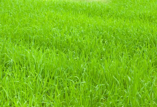 Backdrop made of real fresh winter grass