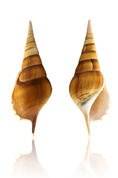 Sea Shell on white background