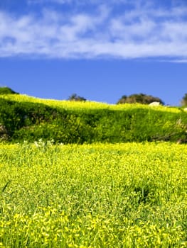 Beautiful Mediterranean countryside in Malta during late winter