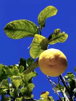 Detail of fruit bearing tree in the Mediterranean - citrus lemon tree