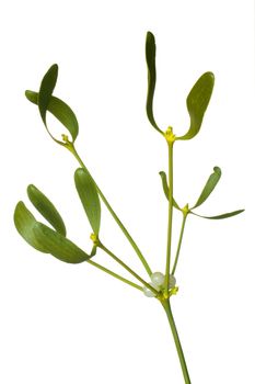 Close-up of a branch of mistletoe (Viscum album) with berries, isolated on a white background