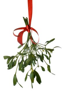 Close-up of a bunch of mistletoe (Viscum album) with berries, hanging from ared ribbon and isolated on a white background