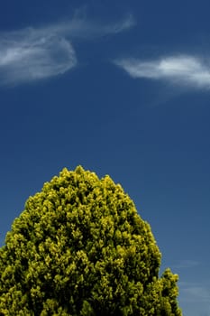 A tall Leyland Cypress tree (Cupressocyparis leylandii) against a blue sky with two wisps of cirrus cloud. Space for text in the sky.