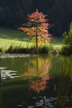 A small tree, in fall, photograph taken contre-jour in the early morning light.