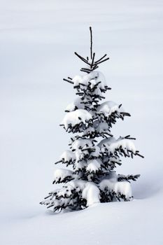 A small solitary pine tree, covered with snow, in a wide open snowfield