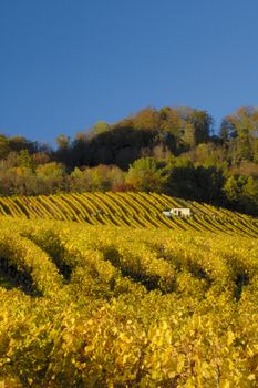 Swiss vineyards of La Cote, after the harvest, under a clear blue sky. A tiny vineyard worker can be seen to the right of the building, with his tractor centre left of the picture. Space for text in the sky.