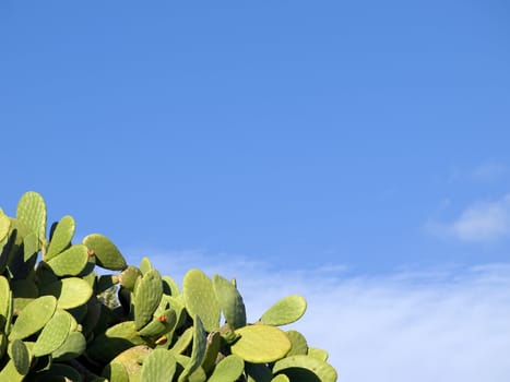 Mediterranean prickly pear leaves over blue sky