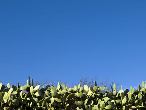 Mediterranean prickly pear leaves over blue sky
