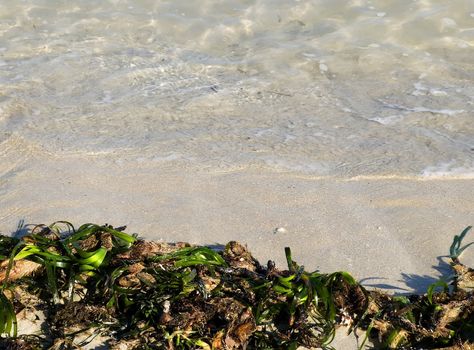 Detail of seaweed washed ashore on Mediterranean beach