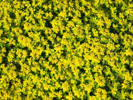 Backdrop made of real little wild flowers