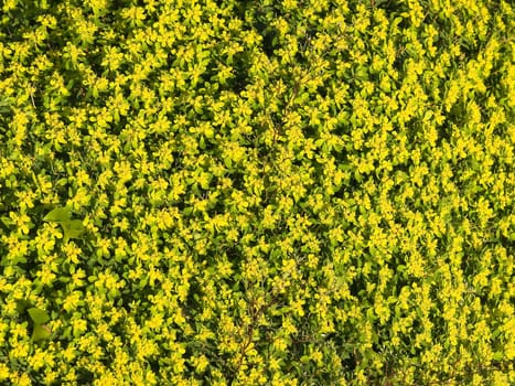 Backdrop made of real little flowers