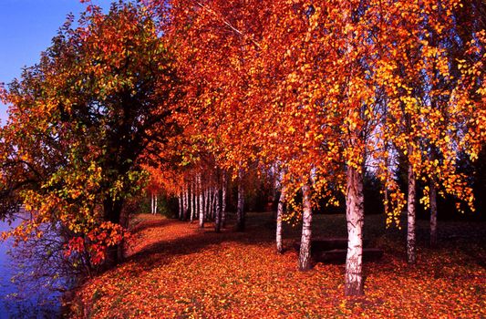 Birch grove on the bank of the river. Magic of autumn colors.