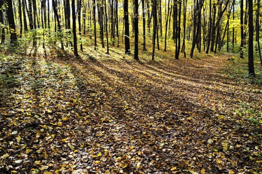 Gold fall in ukrainian forest. Leaf blanket on ground.
