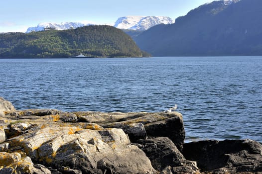 Gulls on the stones near cold sea. Norway