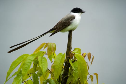 Fork-tailed Flycatcher, Tyrannus savana - Tyrannidae. Put on the tree.